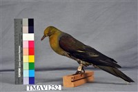 藏品(綠鳩)的圖片